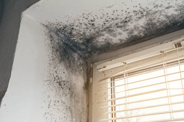 Affordable Hvac And Air Duct Mold Remediation solutions in Petersburg, MI